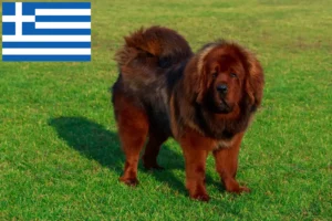 Read more about the article Tibetan Dog Breeder și căței în Grecia