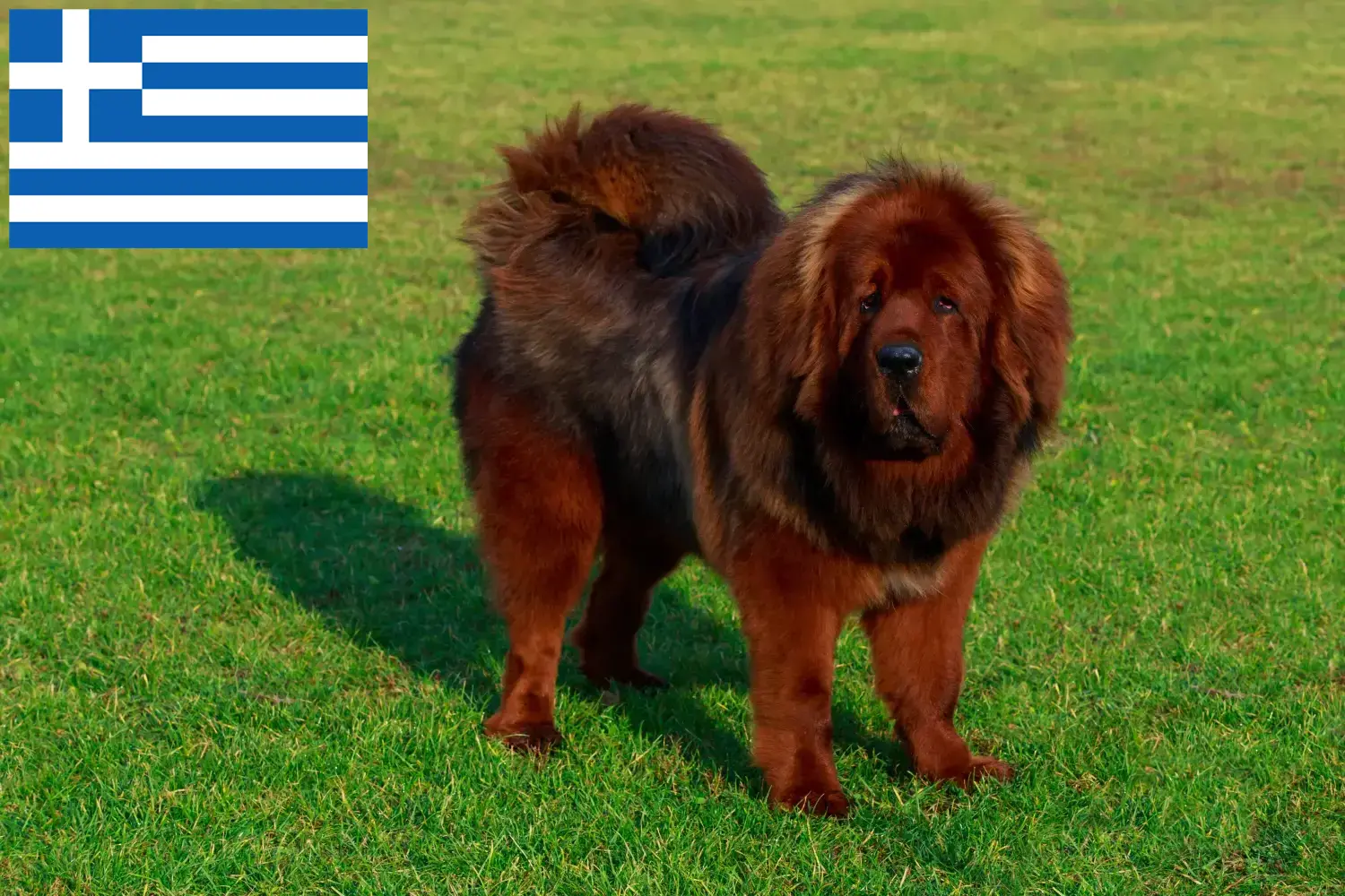 Mastiff tibetan căței și crescător Grecia Aici puteți găsi crescători de câini tibetani în Grecia.
