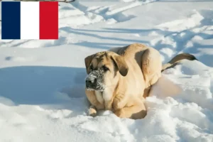 Read more about the article Mastín Español crescători și căței în Franța