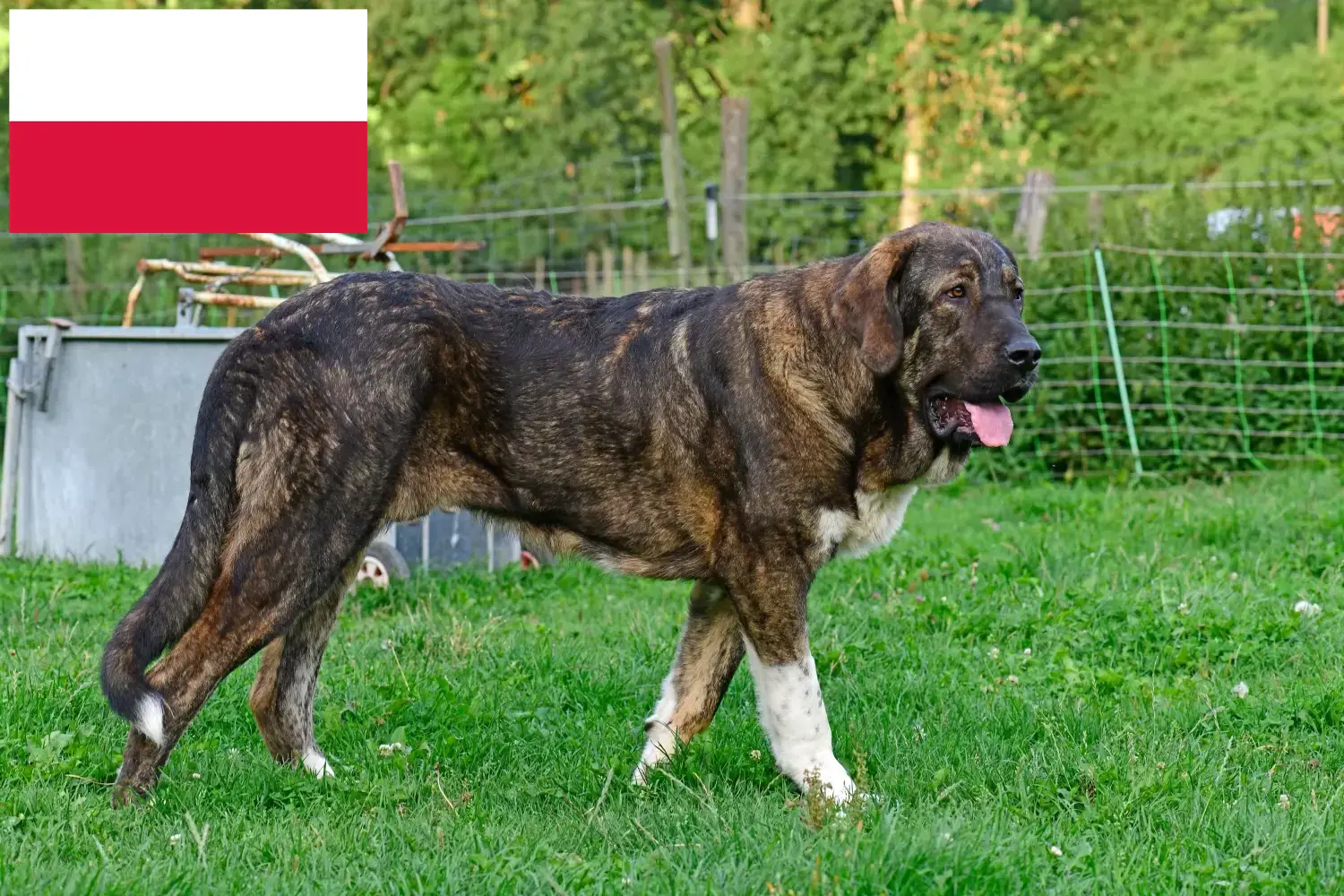 Read more about the article Mastín Español crescători și căței în Polonia