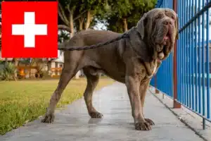 Read more about the article Mastino Napoletano crescători și căței în Elveția