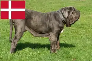 Read more about the article Mastino Napoletano crescători și căței în Danemarca