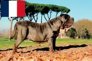 Read more about the article Mastino Napoletano crescători și căței în Franța