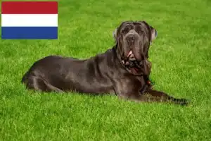 Read more about the article Mastino Napoletano crescători și căței în Olanda