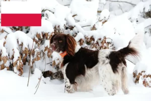Read more about the article Micul crescător de Münsterländer și căței în Polonia