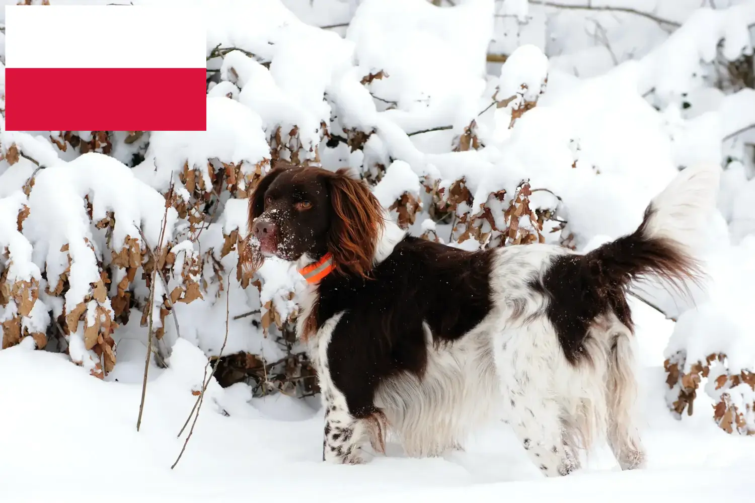 Cățeluși mici Münsterländer și crescător Polonia Aici puteți găsi crescători de Kleine Münsterländer în Polonia.
