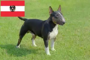Read more about the article Crescători de Bull Terrier Miniatural și căței în Austria