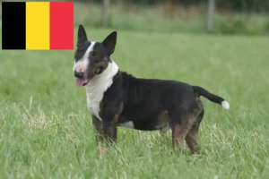 Read more about the article Crescători de Bull Terrier Miniatural și căței în Belgia