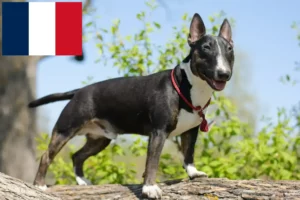 Read more about the article Crescători de Bull Terrier Miniatural și căței în Franța