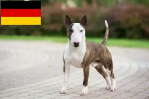 Read more about the article Miniatura Bull Terrier crescători și căței în Germania