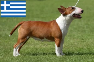 Read more about the article Miniatura Bull Terrier crescători și căței în Grecia
