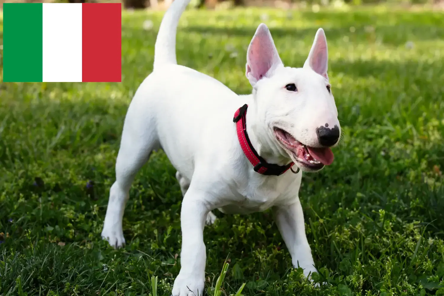 Miniatura Bull Terrier căței și crescători Italia Aici puteți găsi crescători de Bull Terrier Miniatural în Italia.