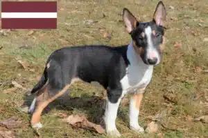 Read more about the article Miniatura Bull Terrier crescători și căței în Letonia