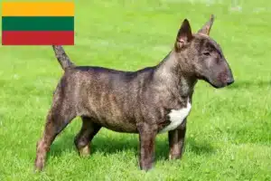 Read more about the article Crescători de Bull Terrier Miniatural și căței în Lituania