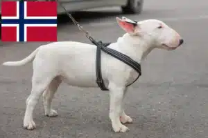 Read more about the article Miniatura Bull Terrier crescători și căței în Norvegia