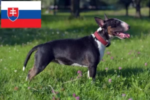Read more about the article Crescători de Bull Terrier Miniatural și căței în Slovacia