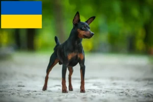 Read more about the article Pinscher Miniatural crescători și căței în Ucraina