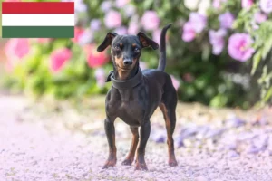 Read more about the article Pinscher Miniatural crescători și căței în Ungaria