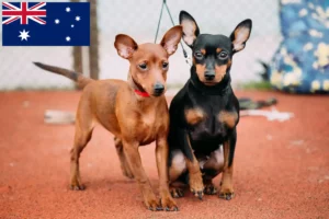 Read more about the article Miniature Pinscher crescători și căței în Australia