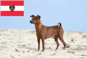 Read more about the article Pinscher Miniatural crescători și căței în Austria