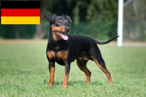 Read more about the article Pinscher Miniatural crescători și căței în Germania