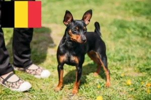 Read more about the article Pinscher Miniatural crescători și căței în Belgia