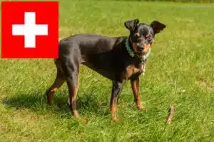 Read more about the article Pinscher Miniatural crescători și căței în Elveția