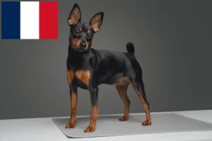 Read more about the article Pinscher Miniatural crescători și căței în Franța
