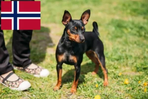 Read more about the article Pinscher Miniatural crescători și căței în Norvegia