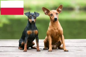 Read more about the article Pinscher Miniatural crescători și căței în Polonia