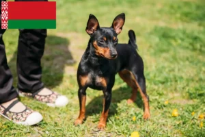 Read more about the article Pinscher Miniatural crescători și căței în Belarus