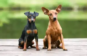 Read more about the article Miniatura Pinscher crescător