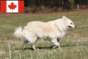 Read more about the article Mudi crescători și căței în Canada