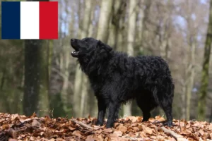 Read more about the article Mudi crescători și căței în Franța