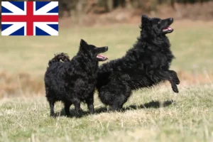 Read more about the article Mudi crescători și căței în Marea Britanie