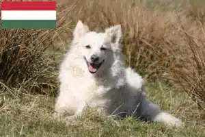 Read more about the article Mudi crescători și căței în Ungaria