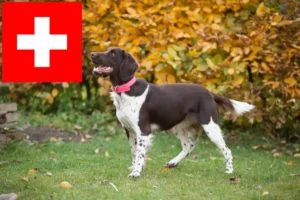 Read more about the article Micul crescător de Münsterländer și căței în Elveția