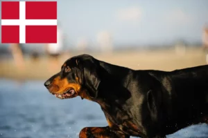 Read more about the article Black and Tan Coonhound crescători și căței în Danemarca