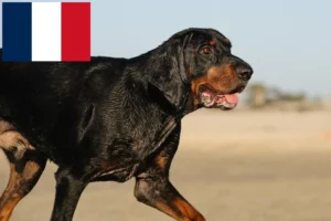 Read more about the article Black and Tan Coonhound crescători și căței în Franța