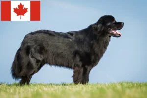 Read more about the article Newfoundland crescători și căței în Canada