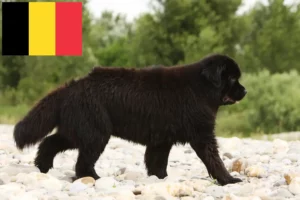 Read more about the article Newfoundland crescători și căței în Belgia