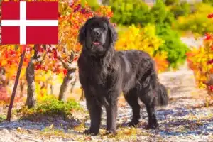 Read more about the article Newfoundland crescători și căței în Danemarca