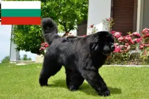 Read more about the article Newfoundland crescători și căței în Bulgaria