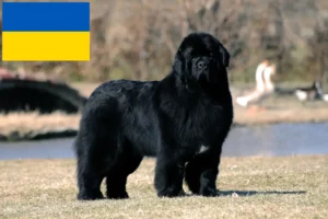 Read more about the article Newfoundland crescători și căței în Ucraina