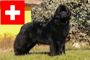 Read more about the article Newfoundland crescători și căței în Elveția
