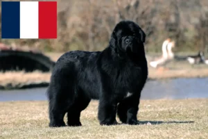 Read more about the article Newfoundland crescători și căței în Franța