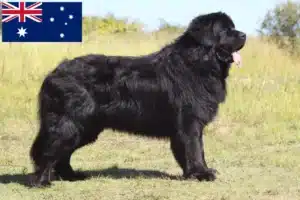 Read more about the article Newfoundland crescători și căței în Australia