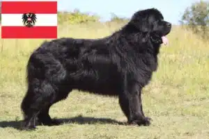 Read more about the article Newfoundland crescători și căței în Austria