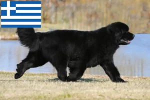 Read more about the article Newfoundland crescători și căței în Grecia