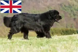 Read more about the article Newfoundland crescători și căței în Marea Britanie